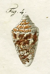 Illustration of Conus Ammiralis
